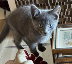 Kenny, ADOPTABLE, Kitten Male Domestic Short Hair.