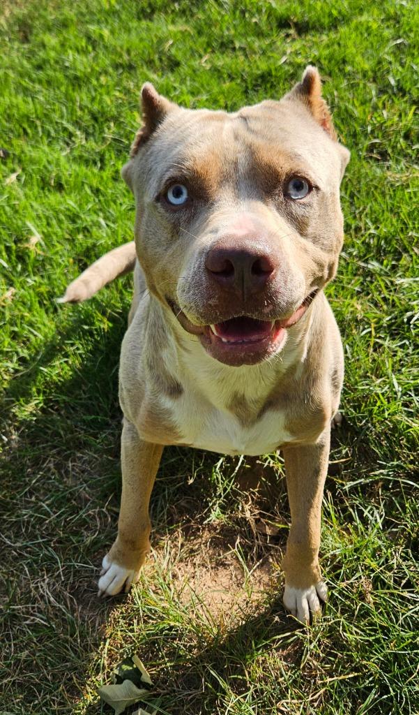 Cane, Adoptable, Adult Male Catahoula Leopard Dog & Mixed Breed.