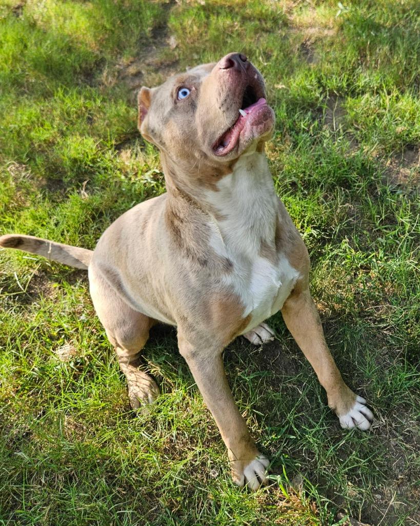Enlarge Cane, a Adoptable mixed breed in Sherwood, AR image 2/5
