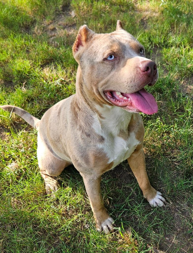 Enlarge Cane, a Adoptable mixed breed in Sherwood, AR image 3/5