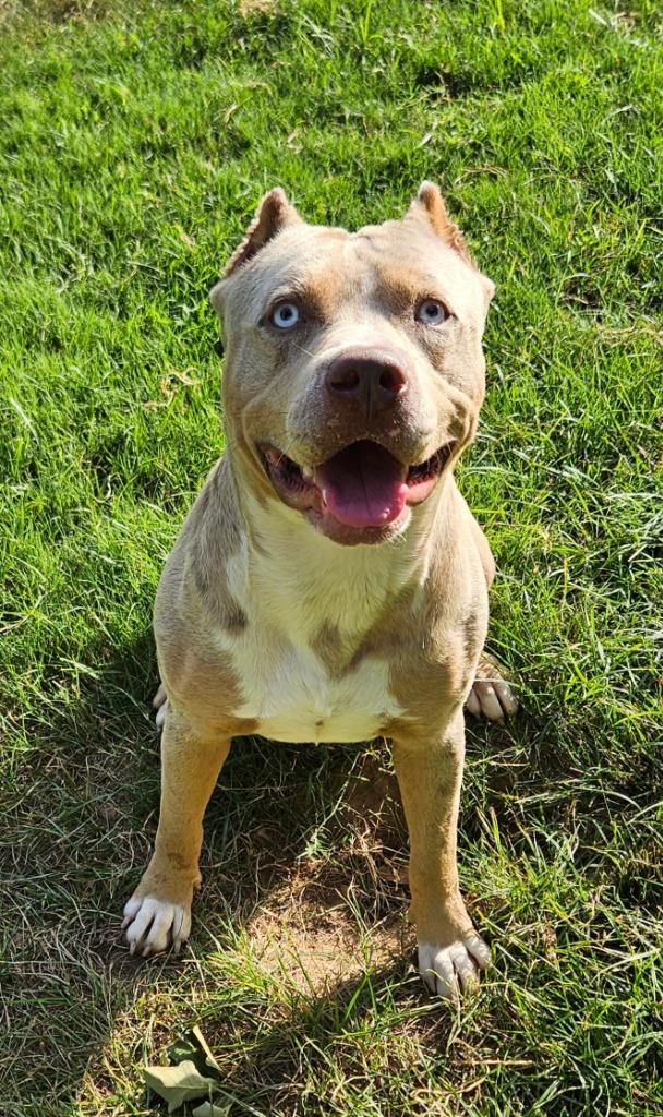 Enlarge Cane, a Adoptable mixed breed in Sherwood, AR image 4/5