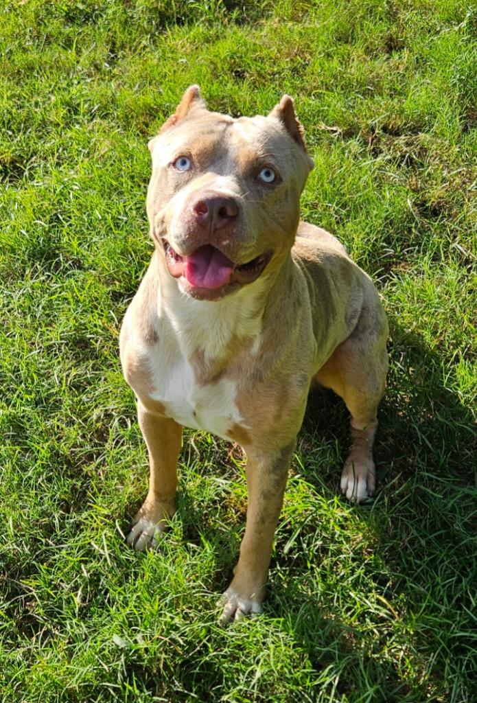 Enlarge Cane, a Adoptable mixed breed in Sherwood, AR image 5/5