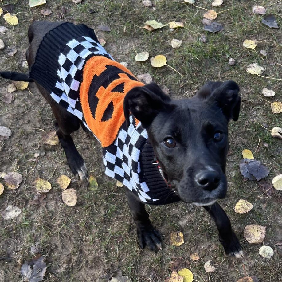 Neville, Adoptable, Young Male Black Labrador Retriever.