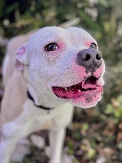 Barbas (Underdog), Adoptable, Adult Male Pit Bull Terrier & Mixed Breed.