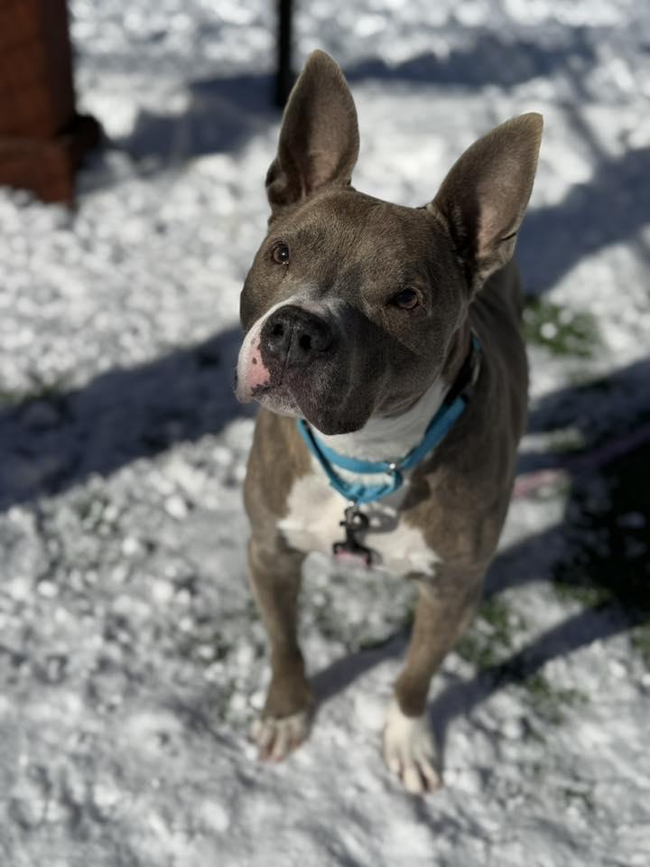 Tony, a Adoptable Mixed Breed in New Castle, DE image 1/3