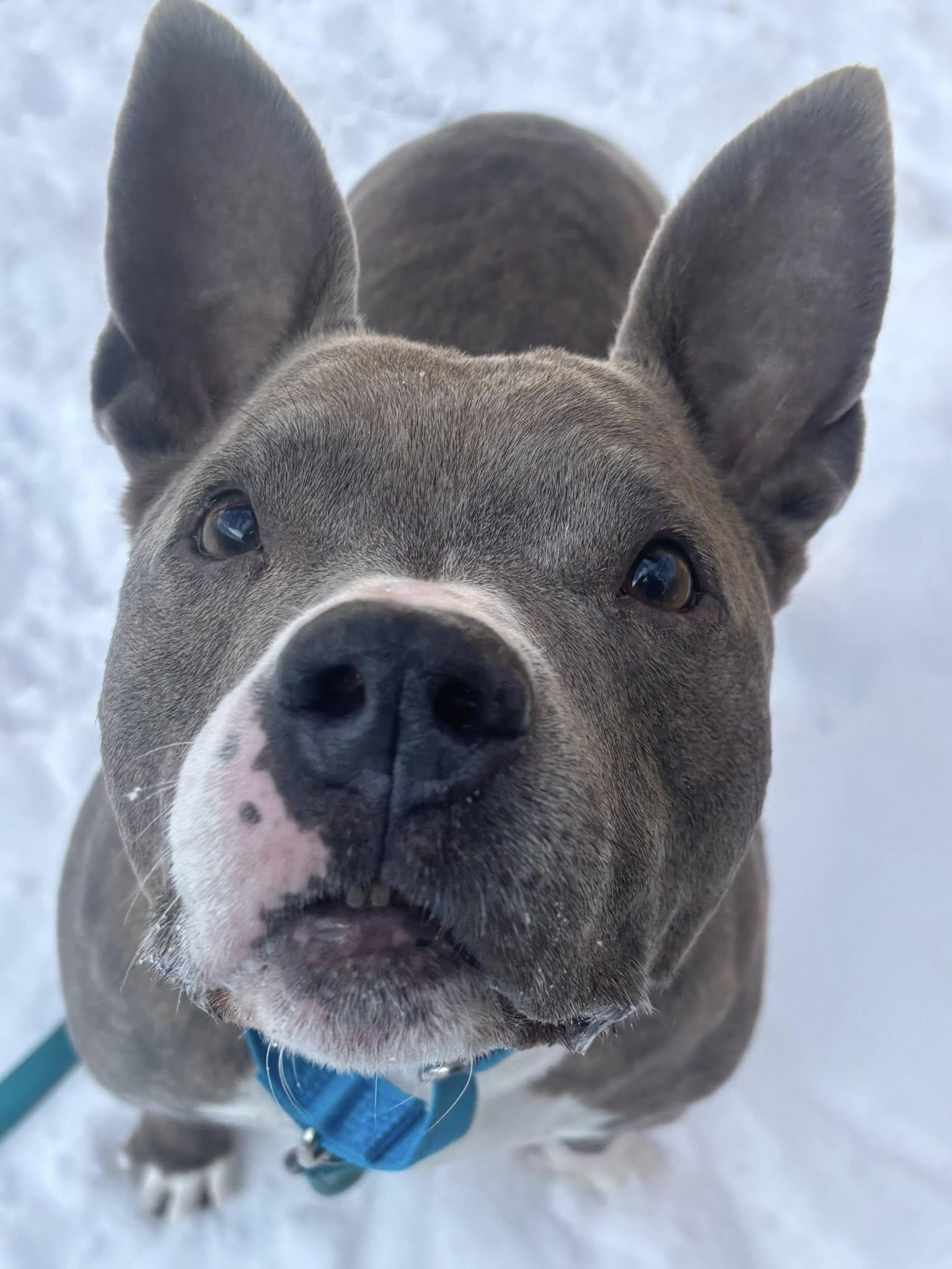 Tony, a Adoptable Mixed Breed in New Castle, DE image 2/3