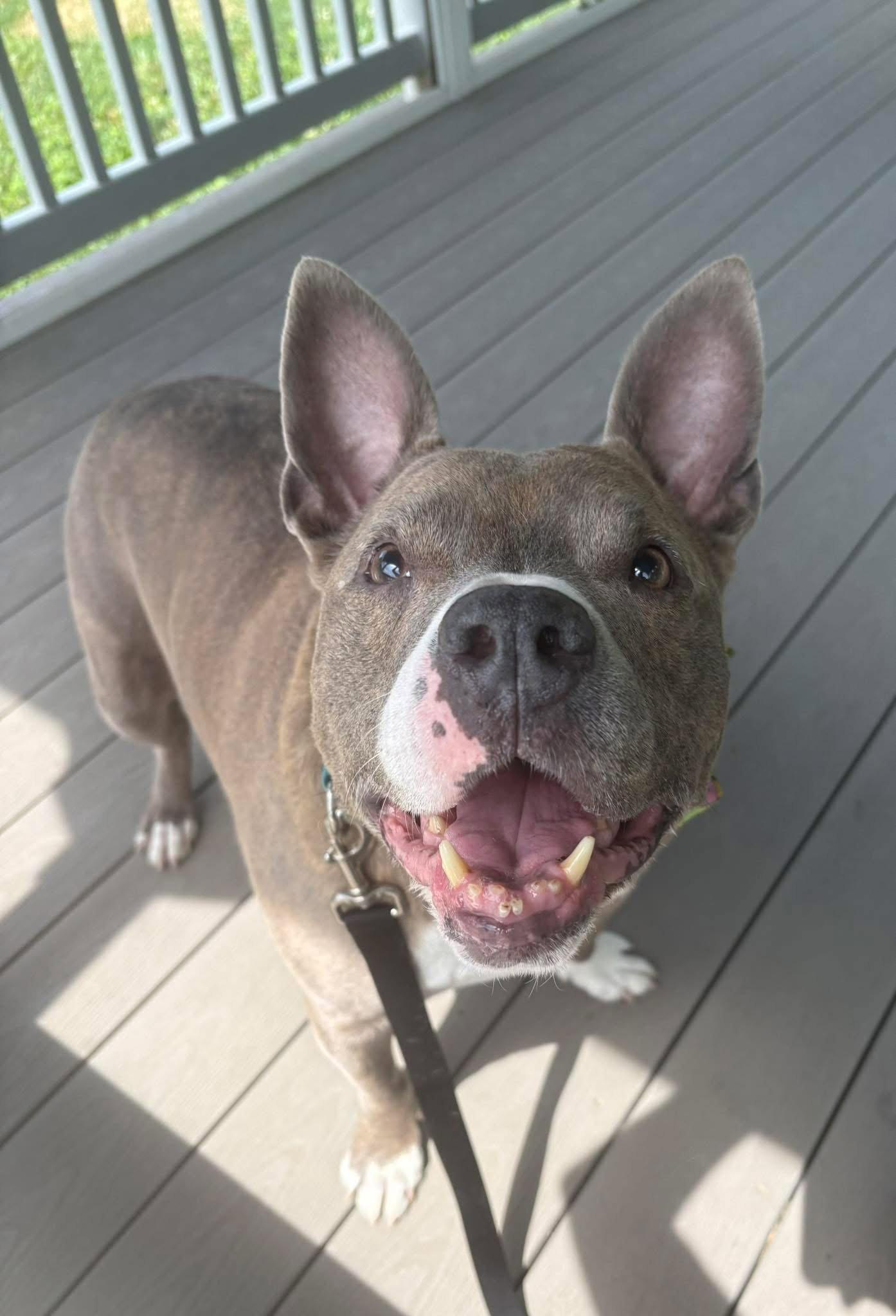 Tony, a Adoptable Mixed Breed in New Castle, DE image 2/3