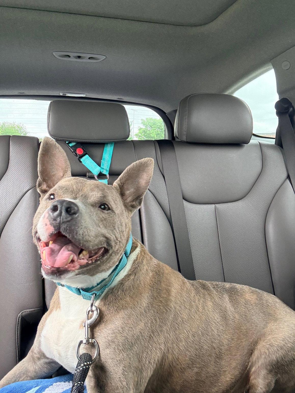Tony, a Adoptable Mixed Breed in New Castle, DE image 3/3