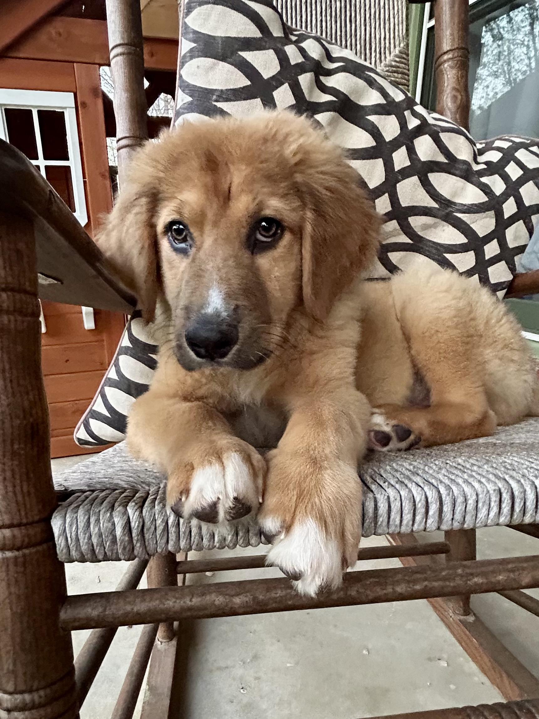 SKYE, adopted, Puppy Female Great Pyrenees & Golden Retriever.