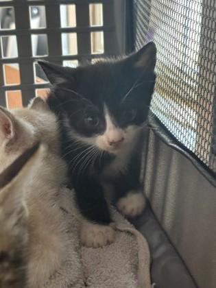 Enlarge Cypress, a Adoptable mixed breed in Port Allen, LA image 1/1