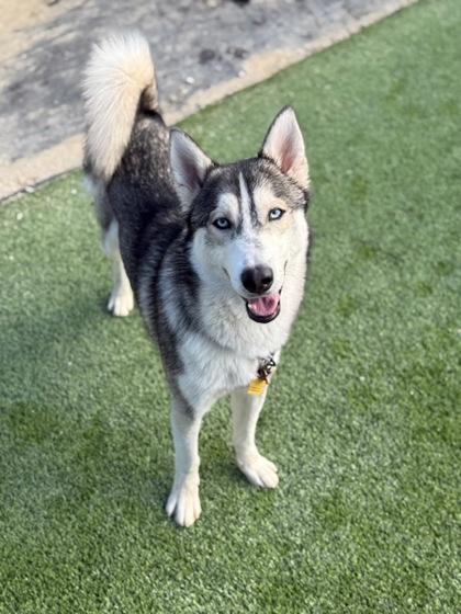 Enlarge Howie, a Adoptable mixed breed in Fresno, CA image 1/3