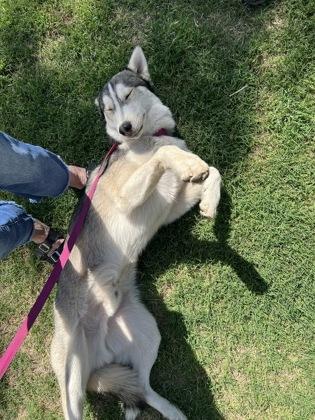 Enlarge Howie, a Adoptable mixed breed in Fresno, CA image 2/3