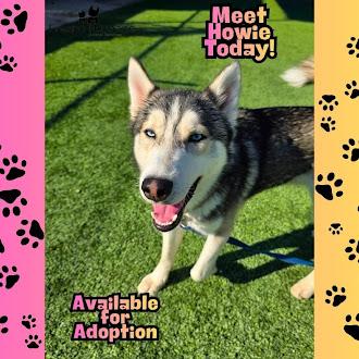 Enlarge Howie, a Adoptable mixed breed in Fresno, CA image 3/3