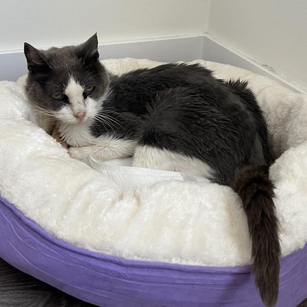 Fudge — thumbnail 2