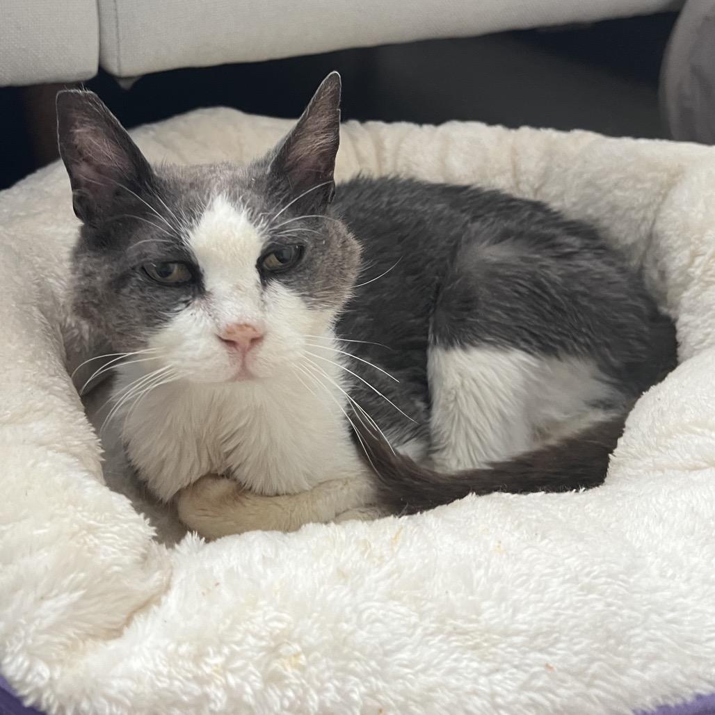 Fudge — thumbnail 6