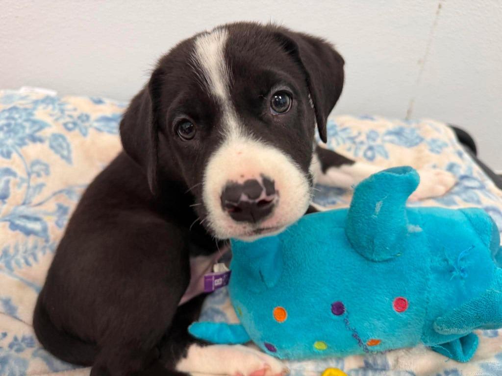 Pippin, Adopted, Puppy Male Mixed Breed.