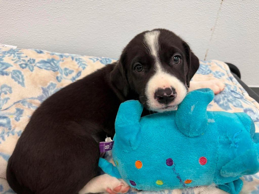 Pippin, a Adopted mixed breed in Raleigh, NC image 2/5