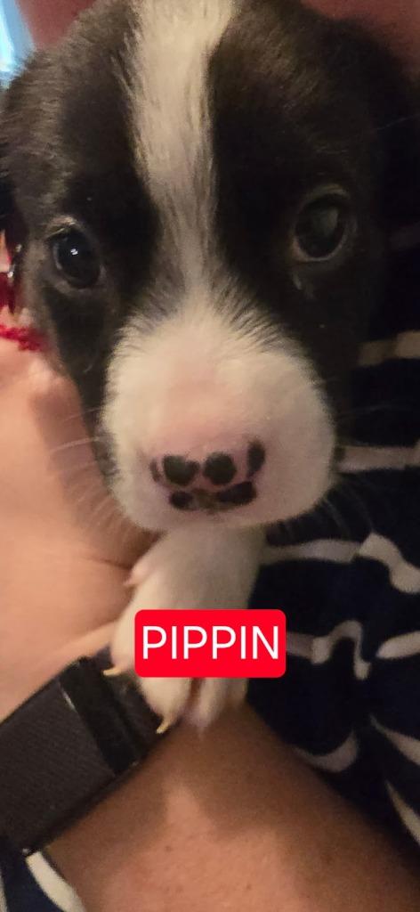 Pippin, a Adopted mixed breed in Raleigh, NC image 3/5