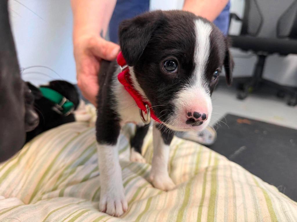 Pippin, a Adopted mixed breed in Raleigh, NC image 4/5