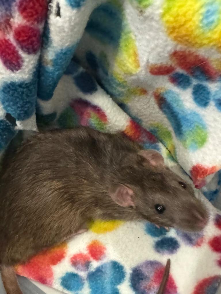 Capriccio, Adoptable, Young Male Rat.