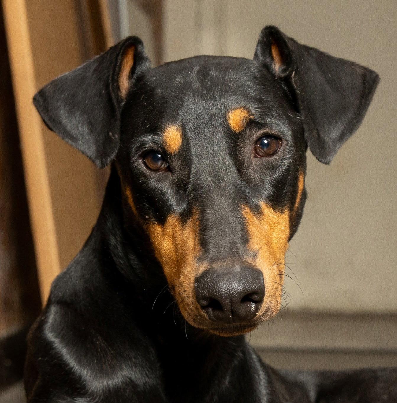 Enlarge PROFESSOR KNOX, a Adoptable Doberman Pinscher in Franklin, TN image 1/3