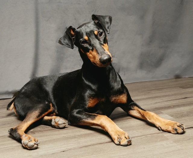 Enlarge PROFESSOR KNOX, a Adoptable Doberman Pinscher in Franklin, TN image 2/3