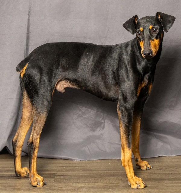 Enlarge PROFESSOR KNOX, a Adoptable Doberman Pinscher in Franklin, TN image 3/3