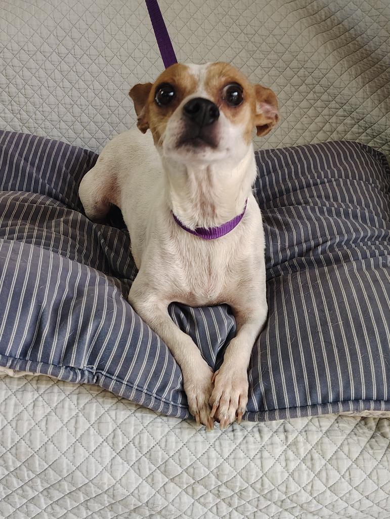 Enlarge Mama Peach, a Adoptable Chihuahua in Fort Worth, TX image 1/4
