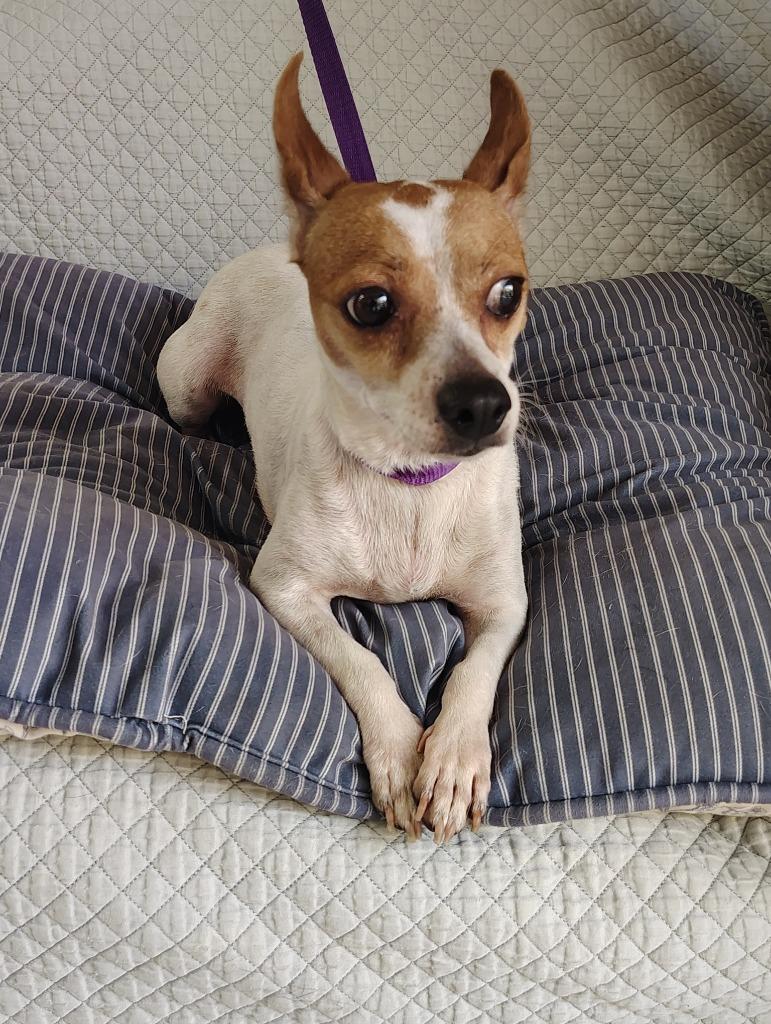 Enlarge Mama Peach, a Adoptable Chihuahua in Fort Worth, TX image 2/4