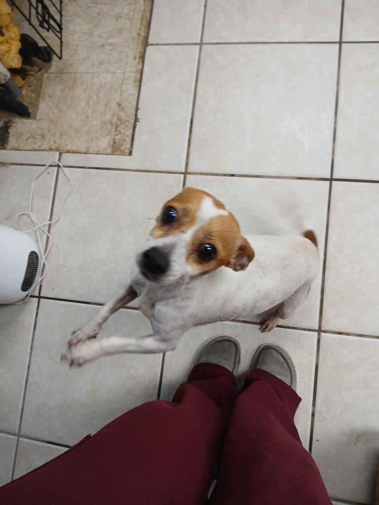 Enlarge Mama Peach, a Adoptable Chihuahua in Fort Worth, TX image 3/4