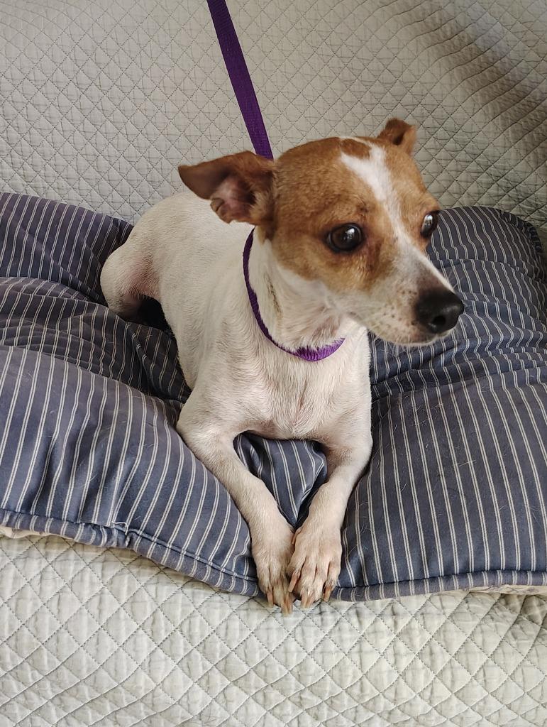 Enlarge Mama Peach, a Adoptable Chihuahua in Fort Worth, TX image 4/4