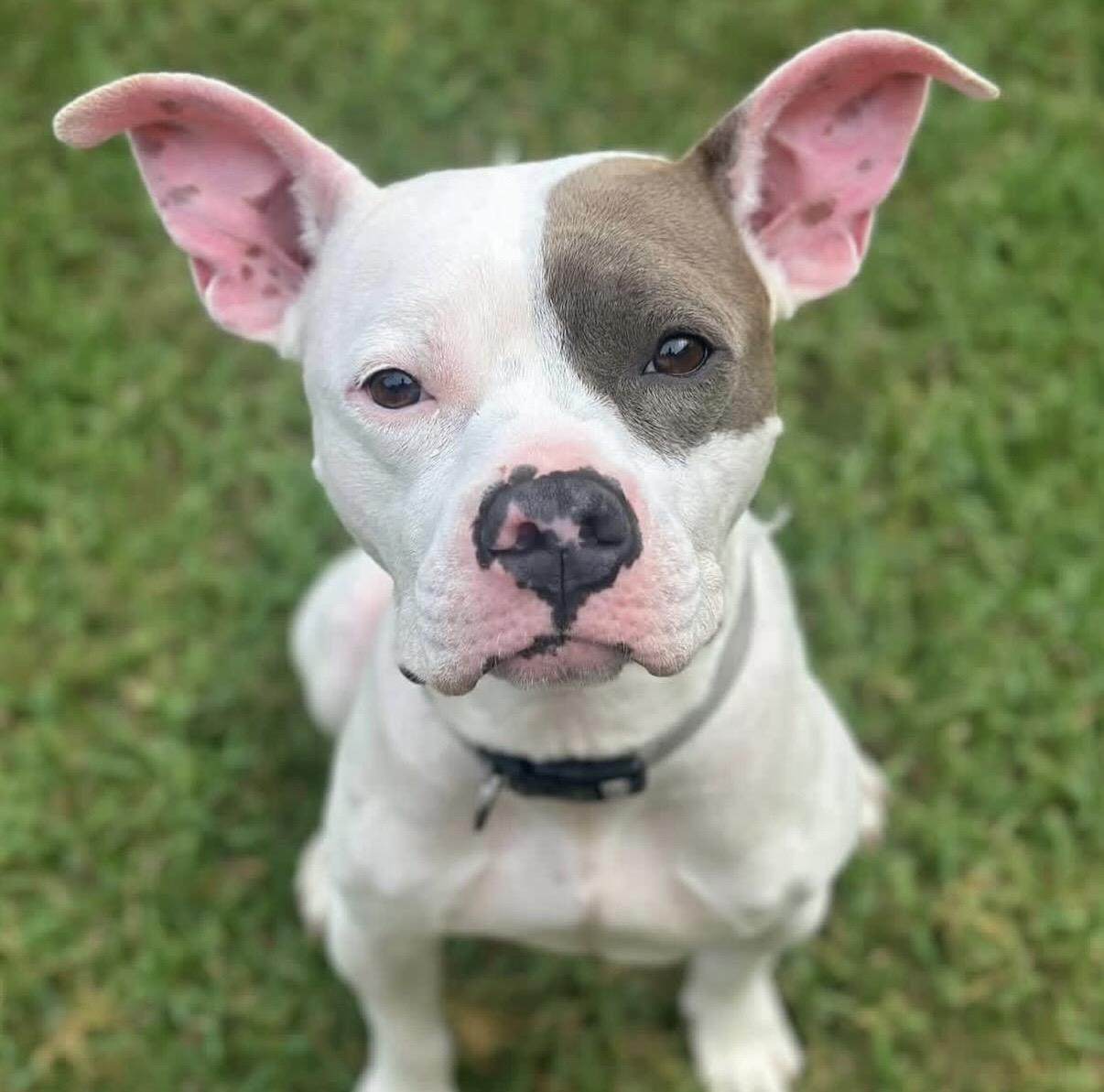 Tommy Pickles — thumbnail 2