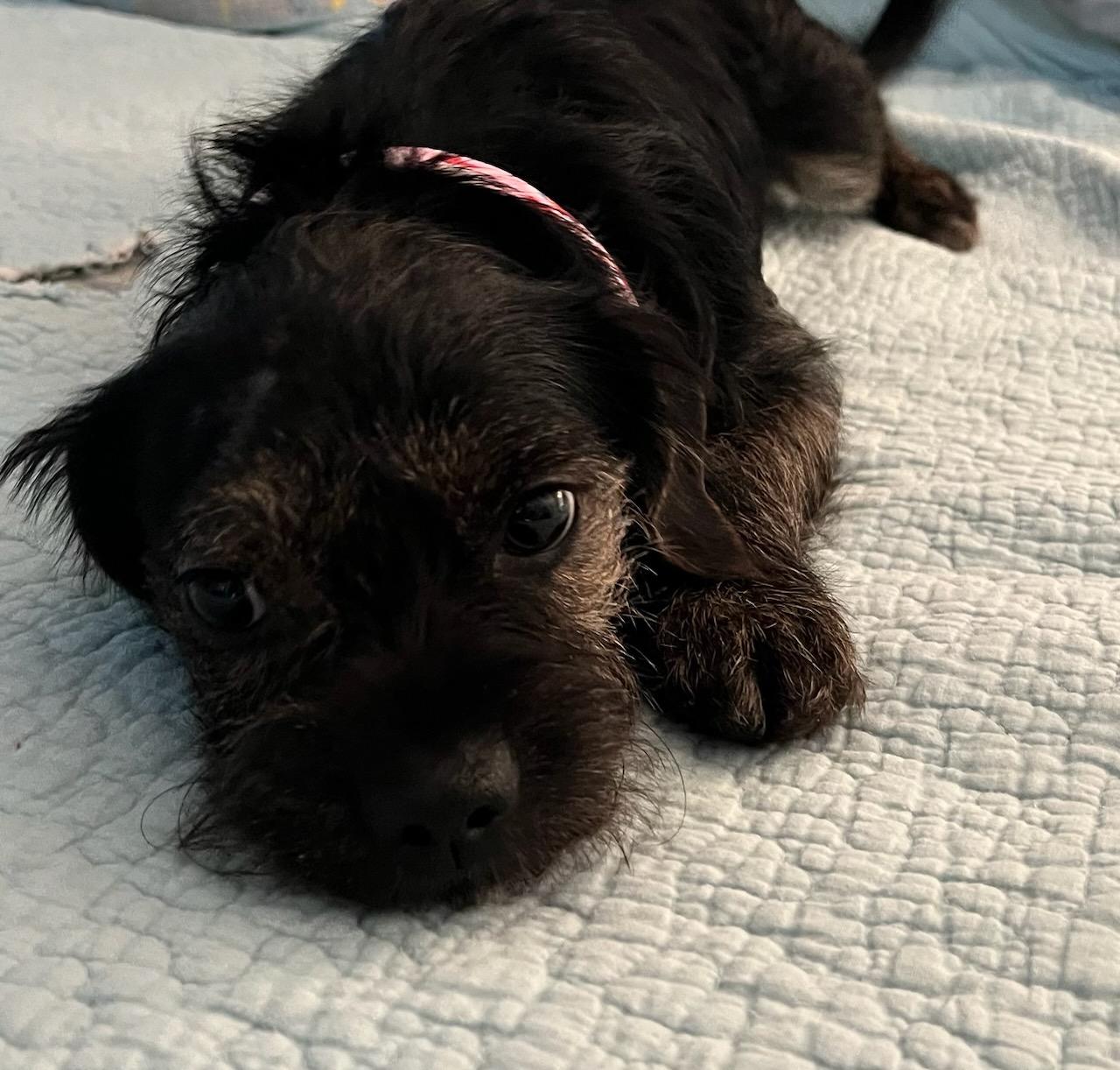 Enlarge Jan, a Adopted Jack Russell Terrier in Durham, NC image 1/6