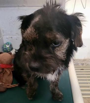 Enlarge Jan, a Adopted Jack Russell Terrier in Durham, NC image 2/6