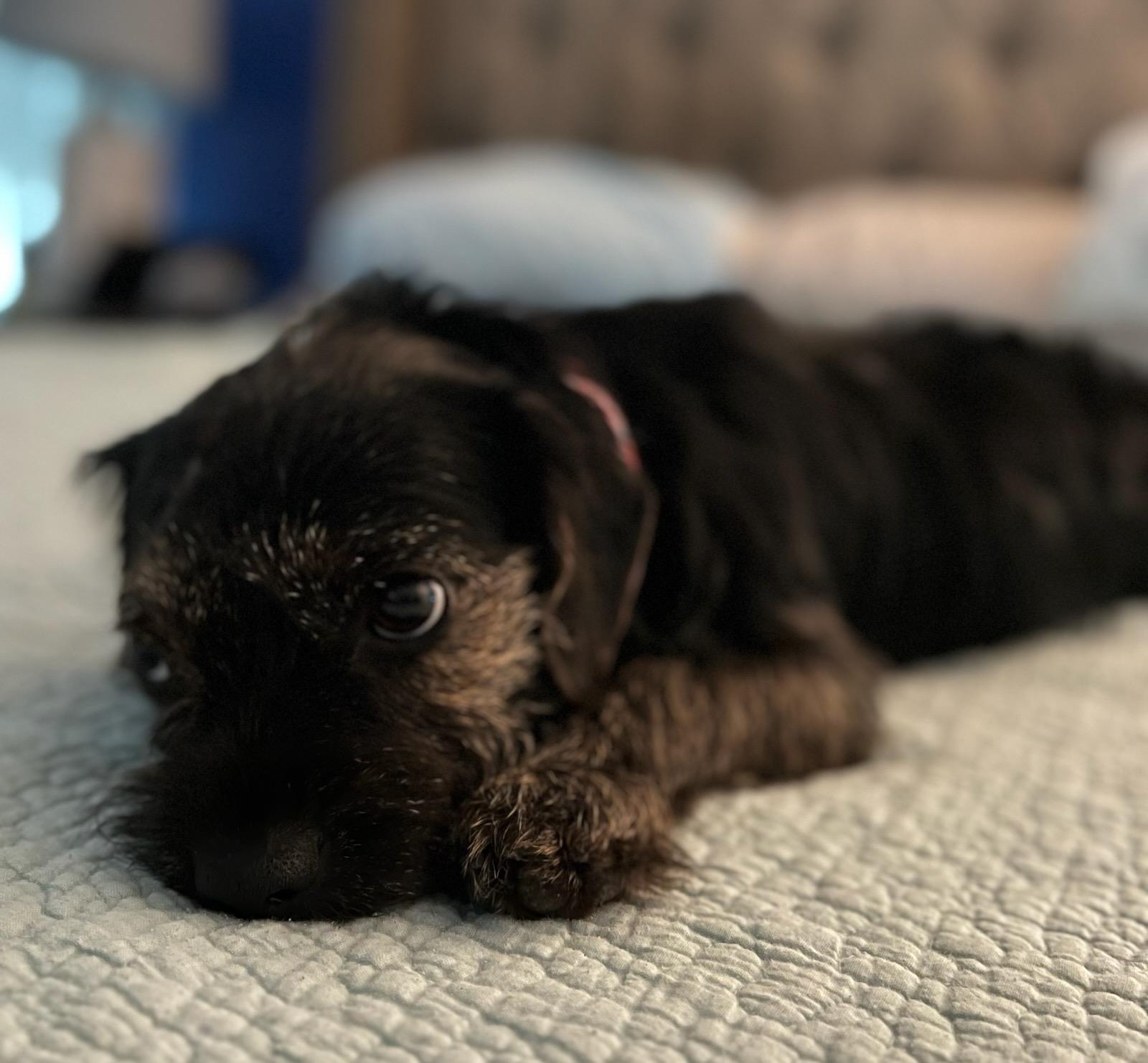 Enlarge Jan, a Adopted Jack Russell Terrier in Durham, NC image 5/6