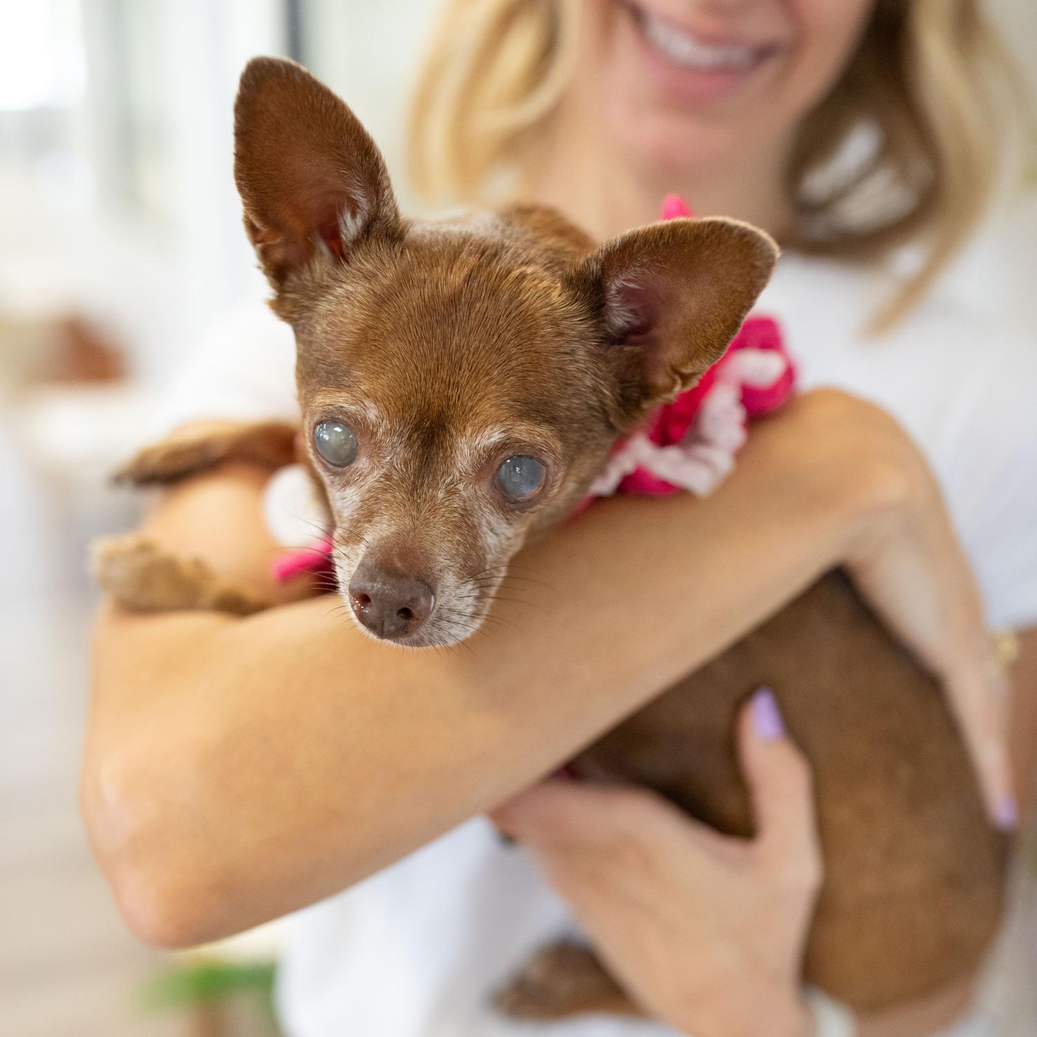 Wilma, a Adoptable Chihuahua in Scottsdale, AZ image 1/2