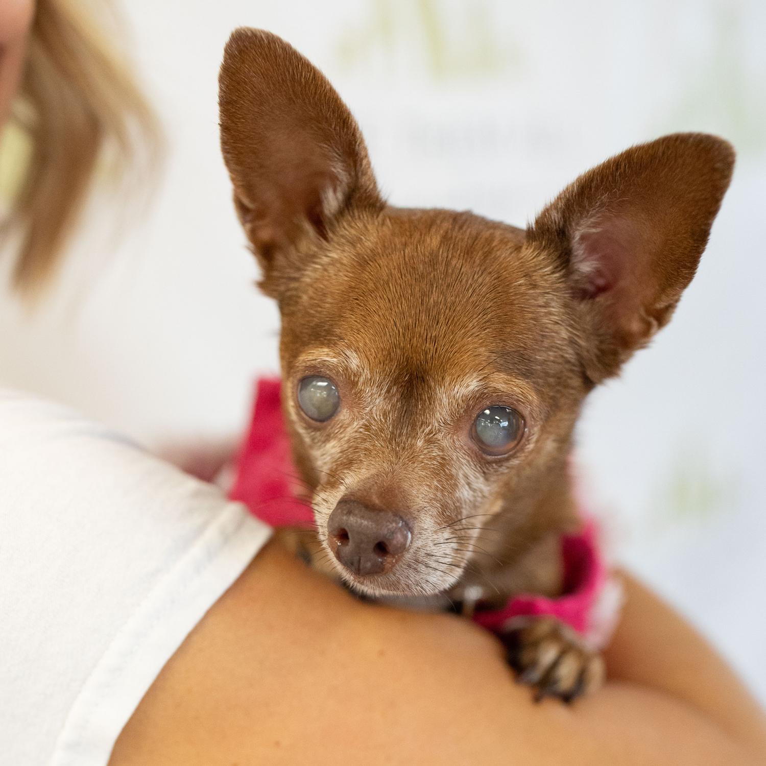 Wilma, a Adoptable Chihuahua in Scottsdale, AZ image 2/2