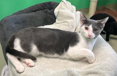 Enlarge Milky Way, a Adoptable Domestic Short Hair in Cincinnati, OH image 1/1
