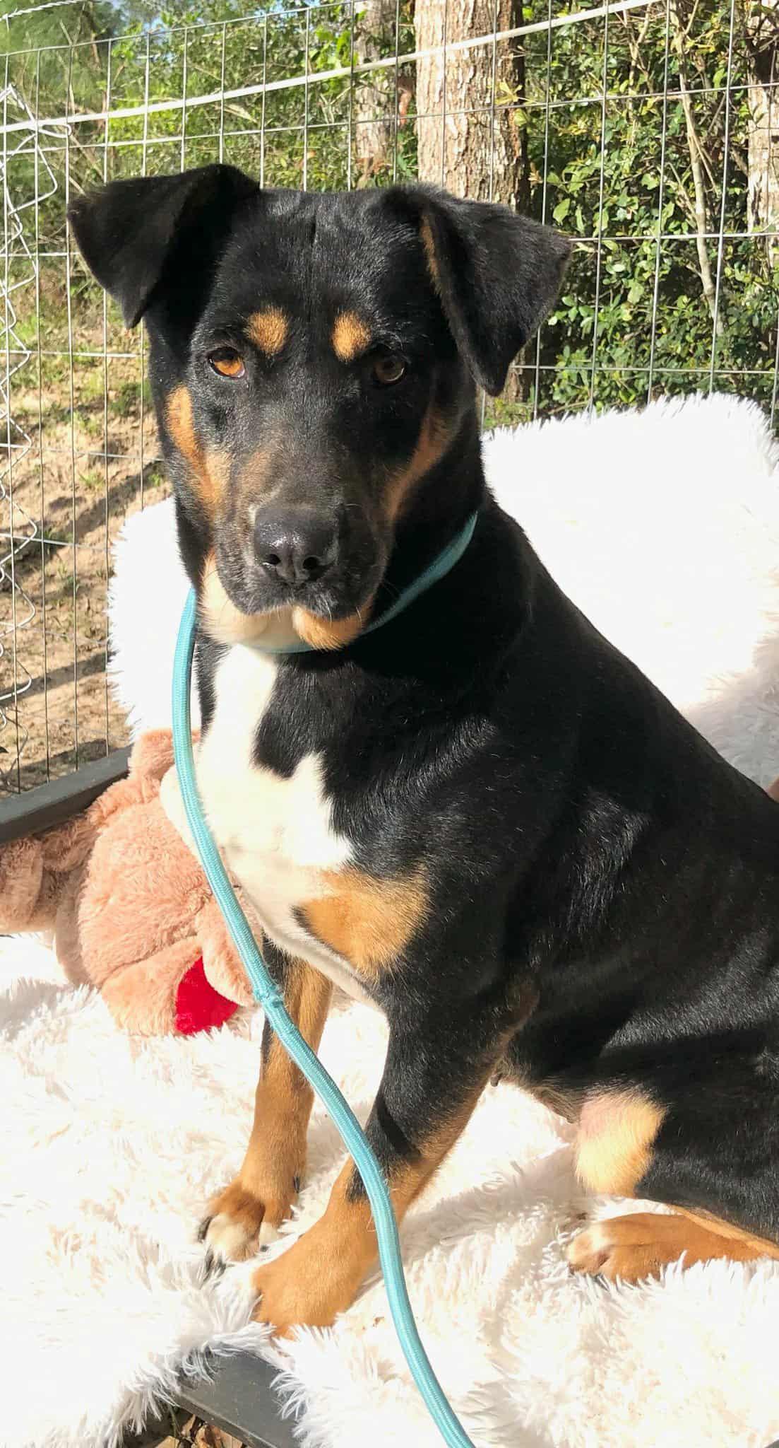 Enlarge Winnie, a ADOPTABLE mixed breed in Barkhamsted, CT image 2/2