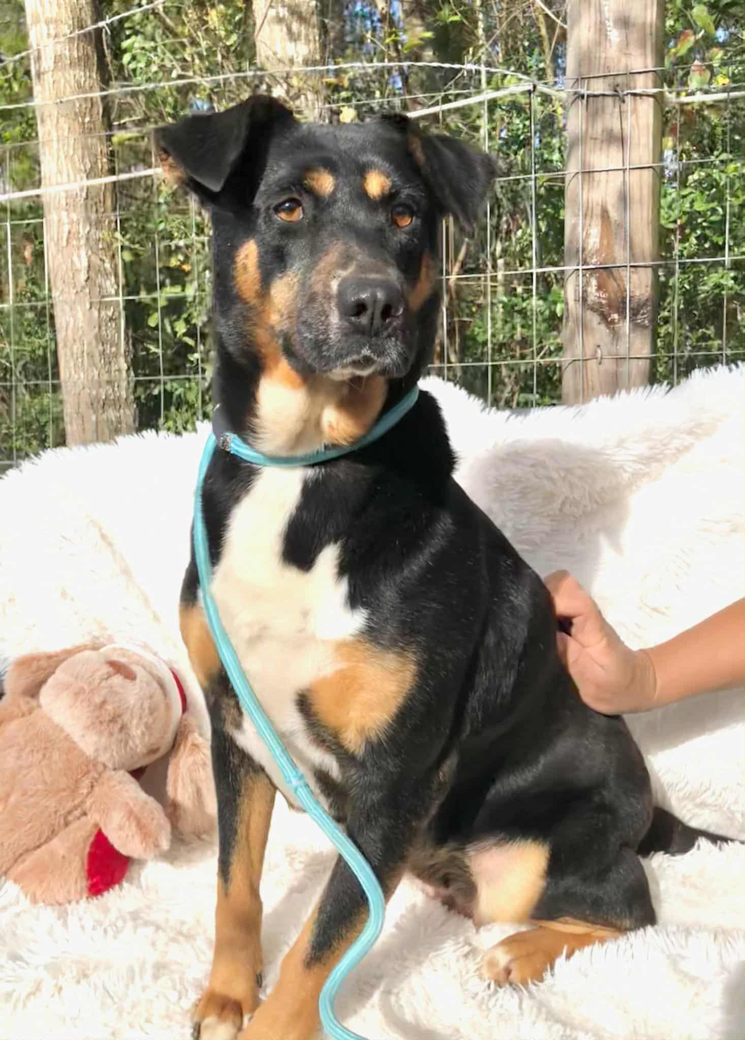 Winnie, ADOPTABLE, Young Female Mixed Breed & English Shepherd.