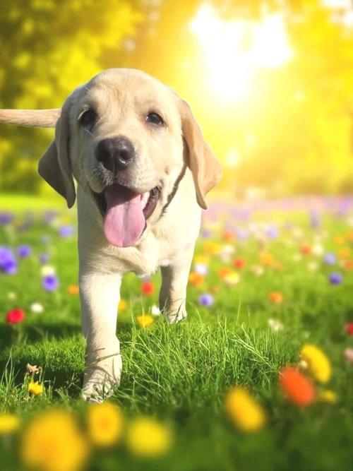 Pickles, Baby Male Labrador Retriever