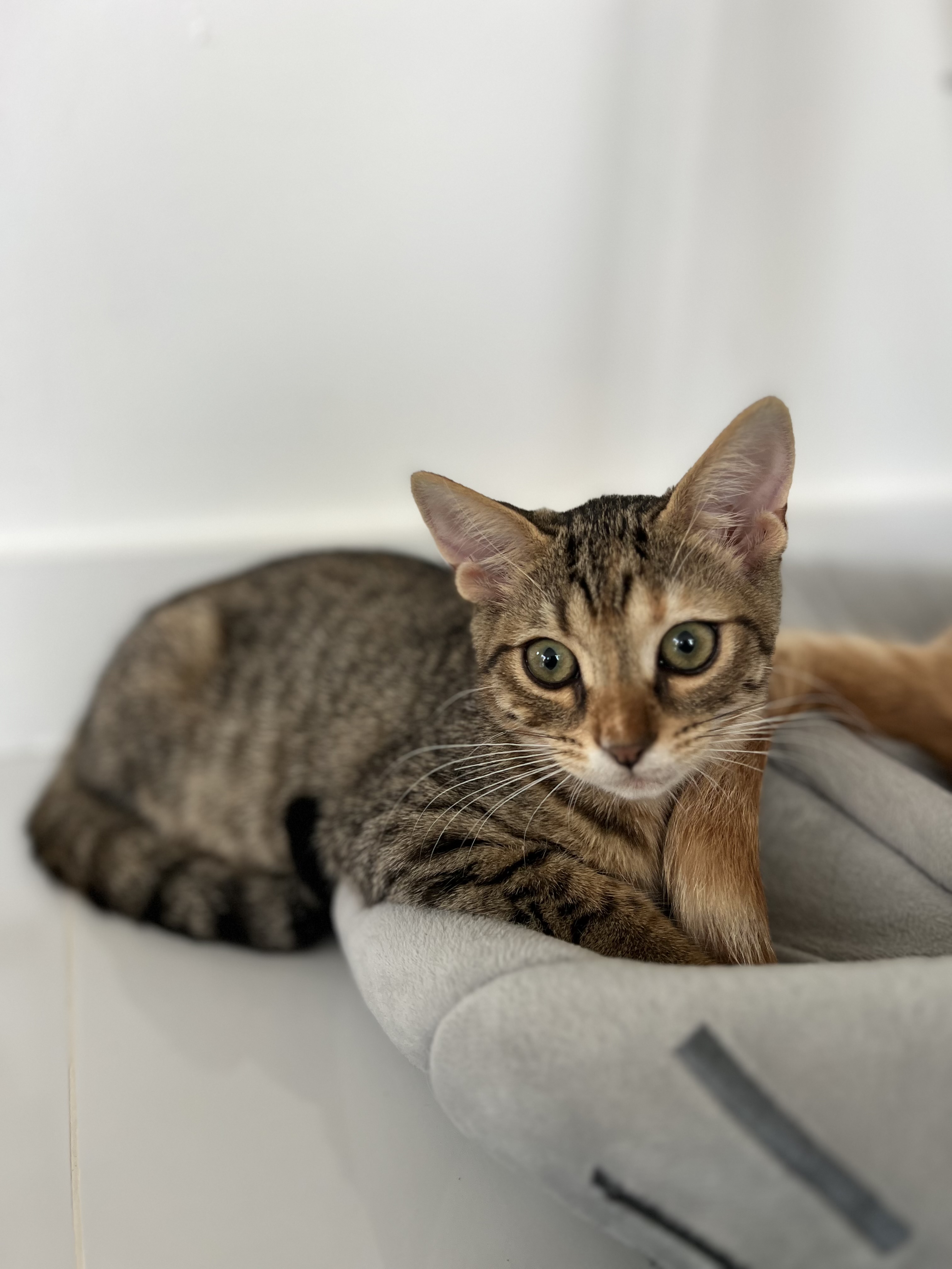 Cat for adoption Lily, a Domestic Short Hair Mix in Ridgefield, NJ