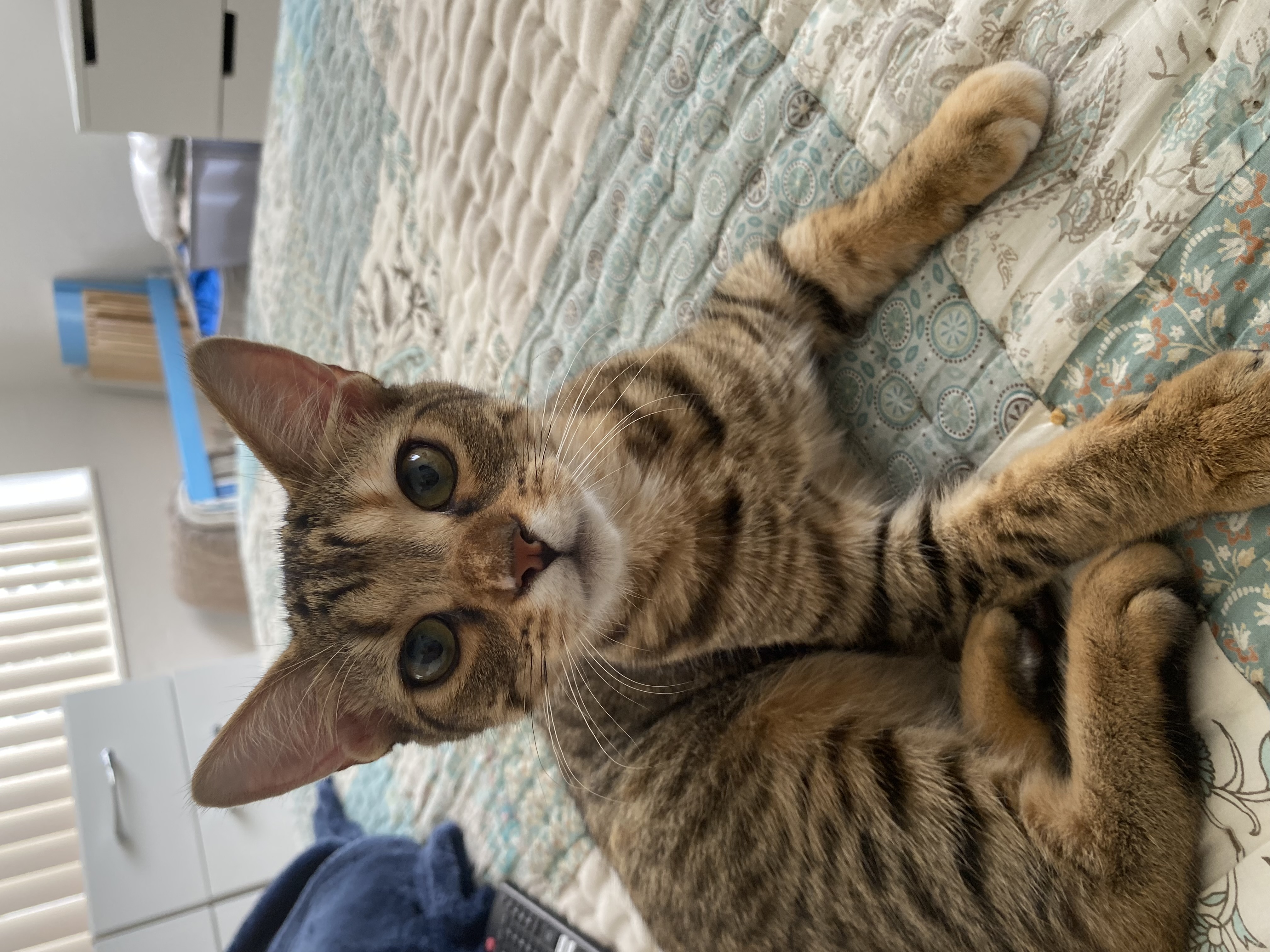 Cat for adoption Lily, a Domestic Short Hair Mix in Ridgefield, NJ
