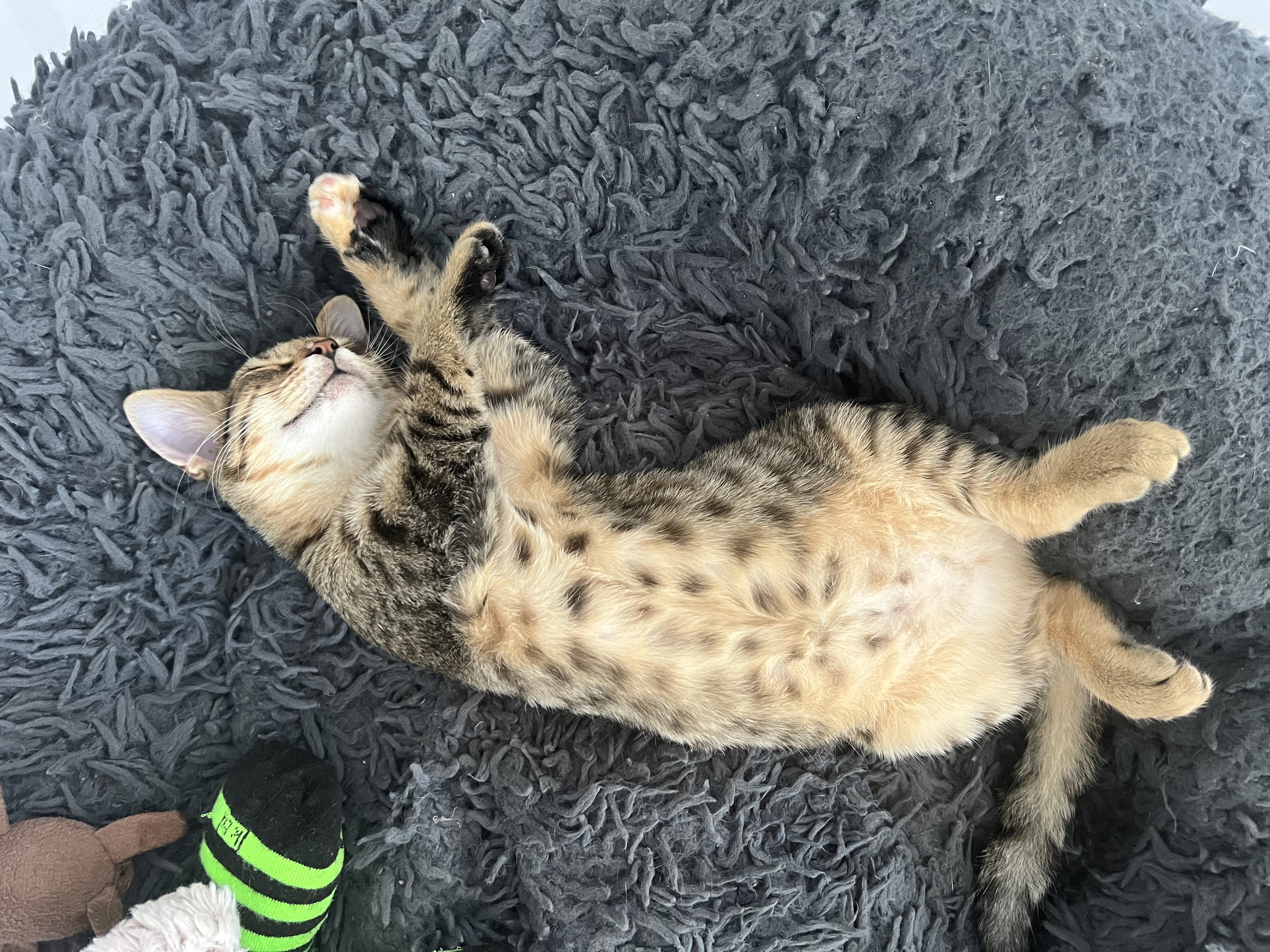 Cat for adoption Lily, a Domestic Short Hair Mix in Ridgefield, NJ