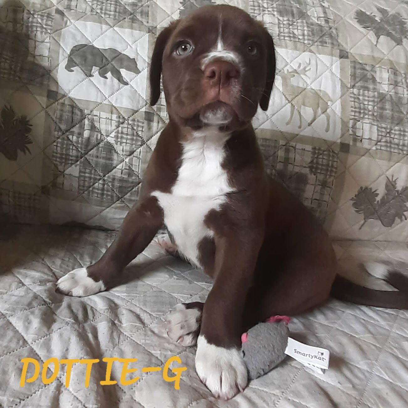 Enlarge Dottie (12wo, 9lbs), a Adopted Boxer in Hinton, WV image 1/3