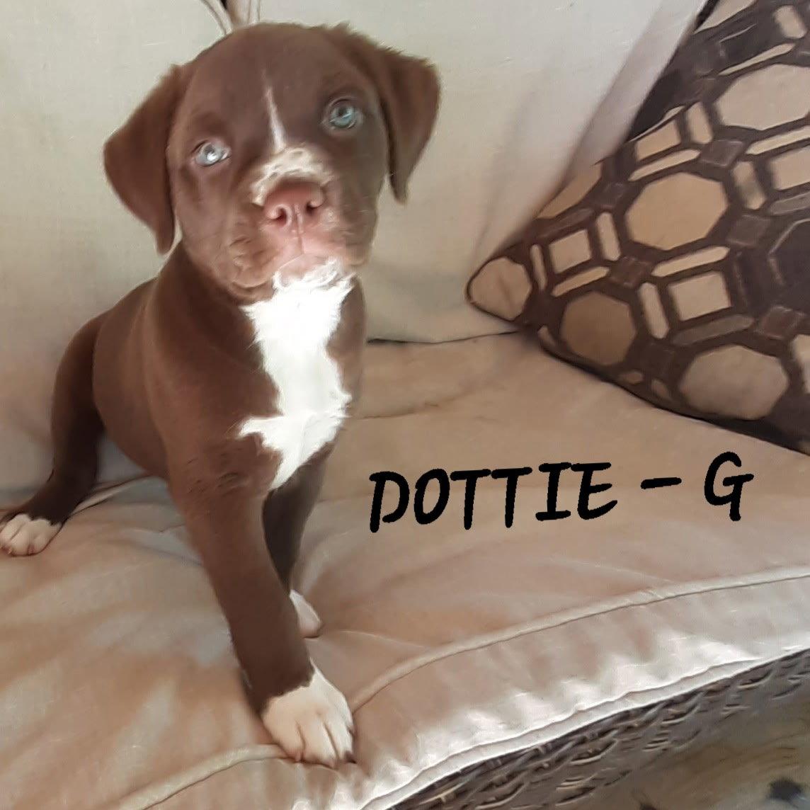 Enlarge Dottie (12wo, 9lbs), a Adopted Boxer in Hinton, WV image 2/3