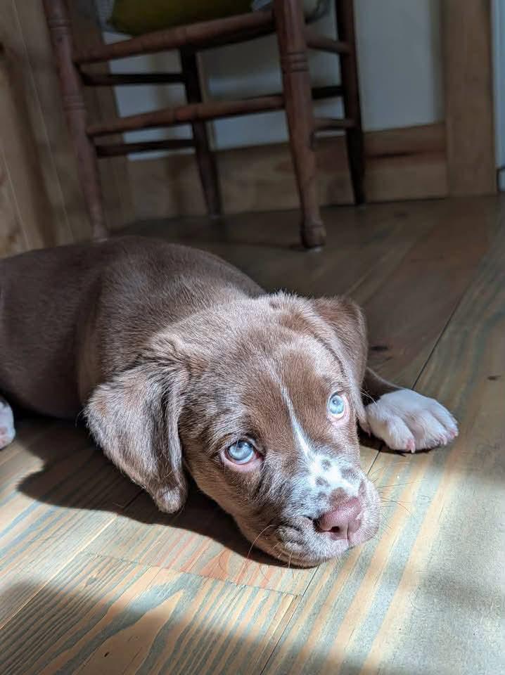 Enlarge Dottie (12wo, 9lbs), a Adopted Boxer in Hinton, WV image 3/3