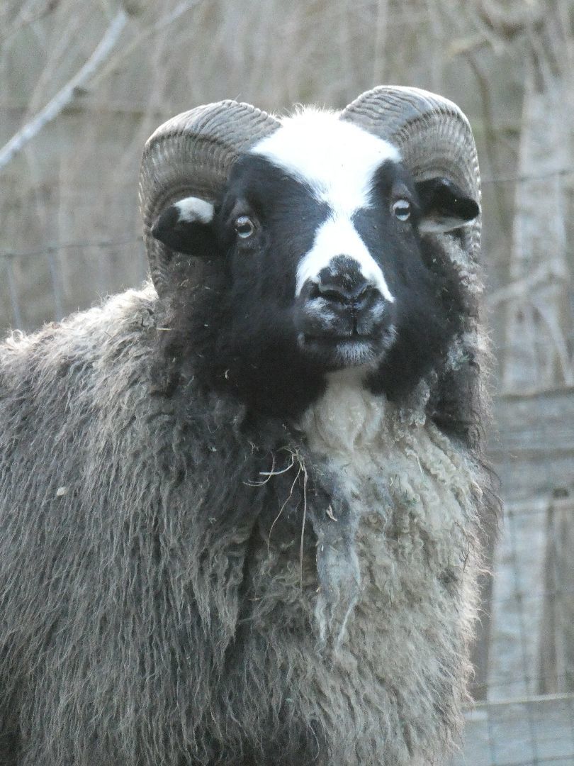 Enlarge Samual, a Adoptable Sheep in Quilcene, WA image 1/2