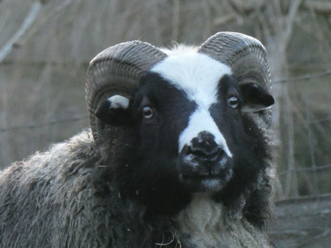 Enlarge Samual, a Adoptable Sheep in Quilcene, WA image 2/2