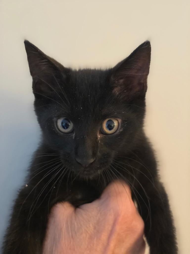 Enlarge Major, a Adoptable mixed breed in Shawnee, KS image 1/1